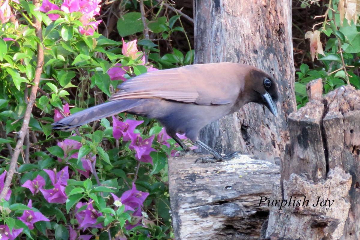 Purplish Jay - ML602996911