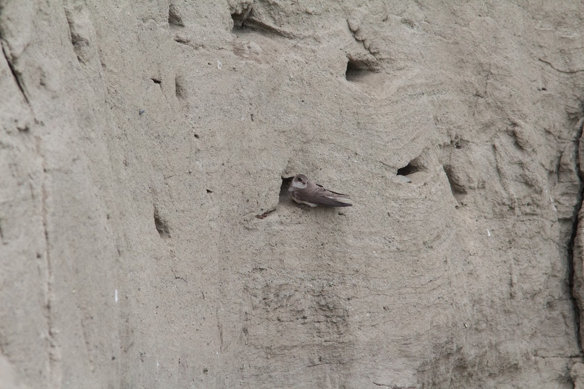 Bank Swallow - ML60299701