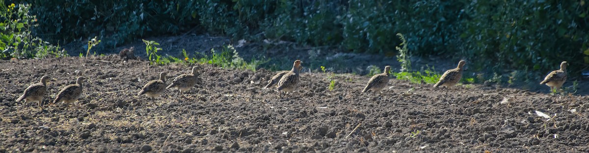 Gray Partridge - ML602997951