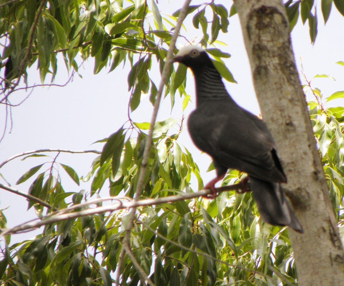 Pigeon à couronne blanche - ML602999051