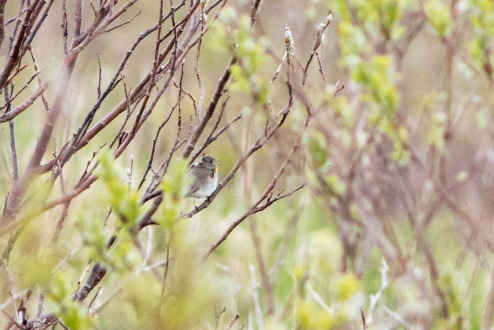 Taiga Flycatcher - ML60299931