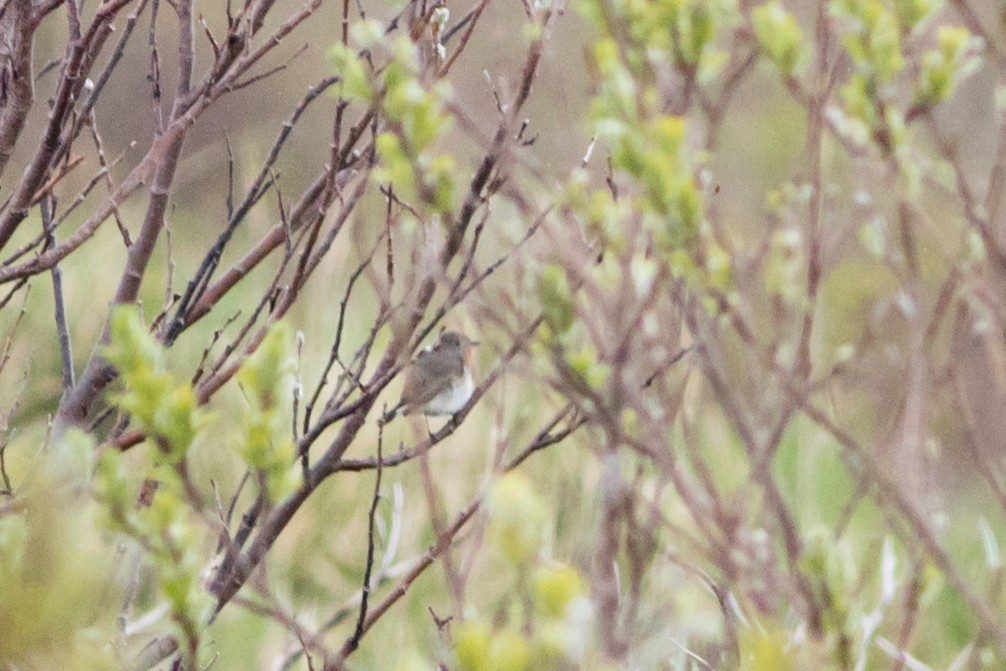 Taiga Flycatcher - Neil Hayward