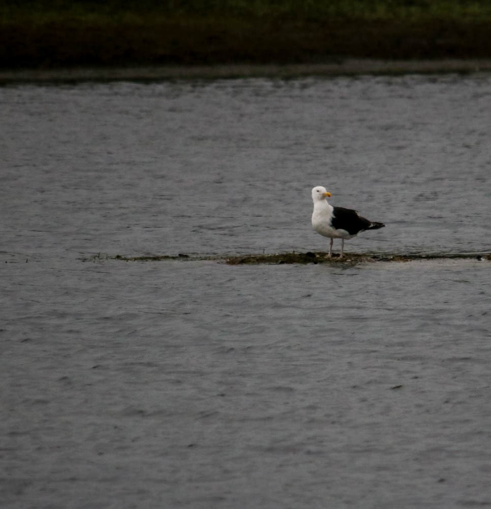 Great Black-backed Gull - ML602999501