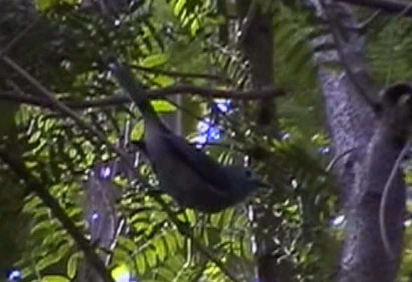 Slaty Monarch - Graeme Risdon