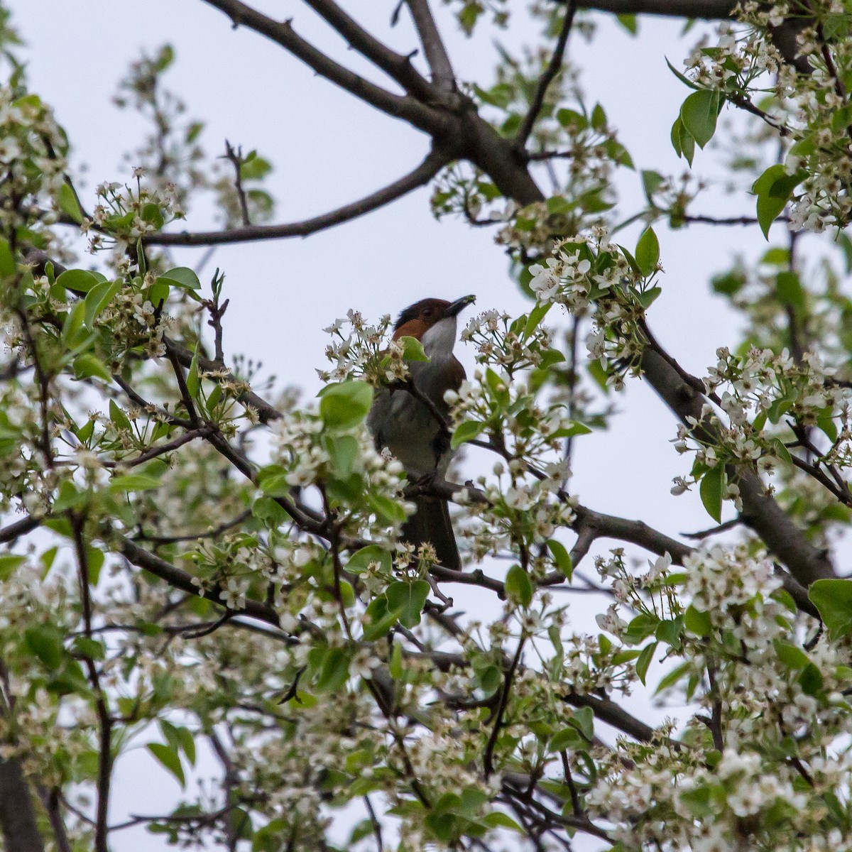 Chestnut Bulbul - ML602999911