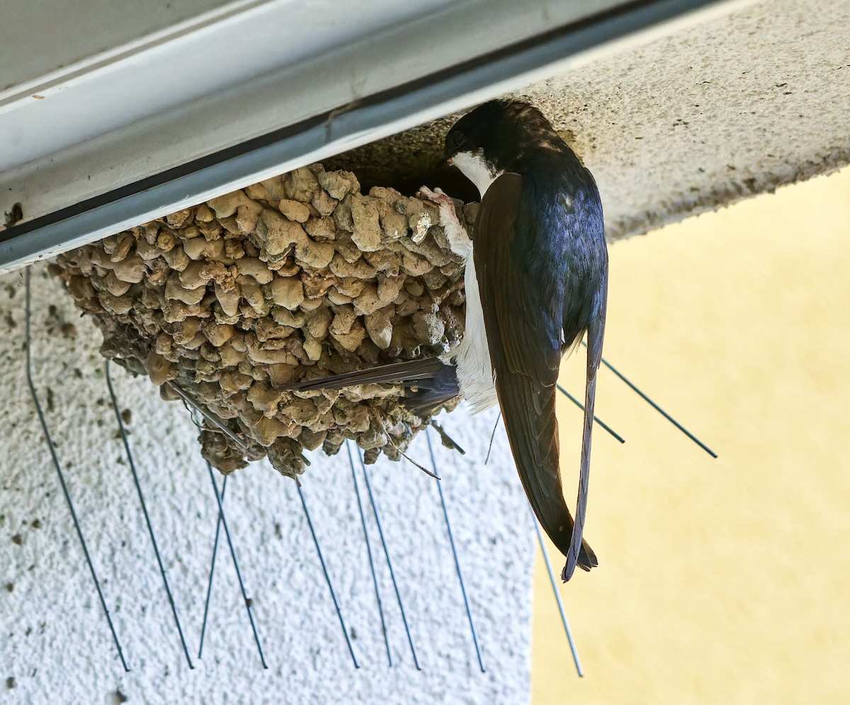 Western House-Martin - ML603000191