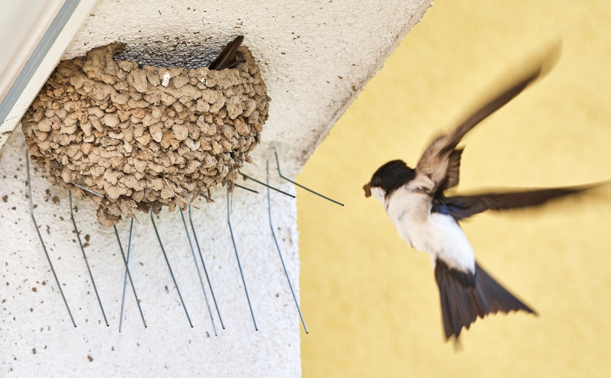 Western House-Martin - ML603000201