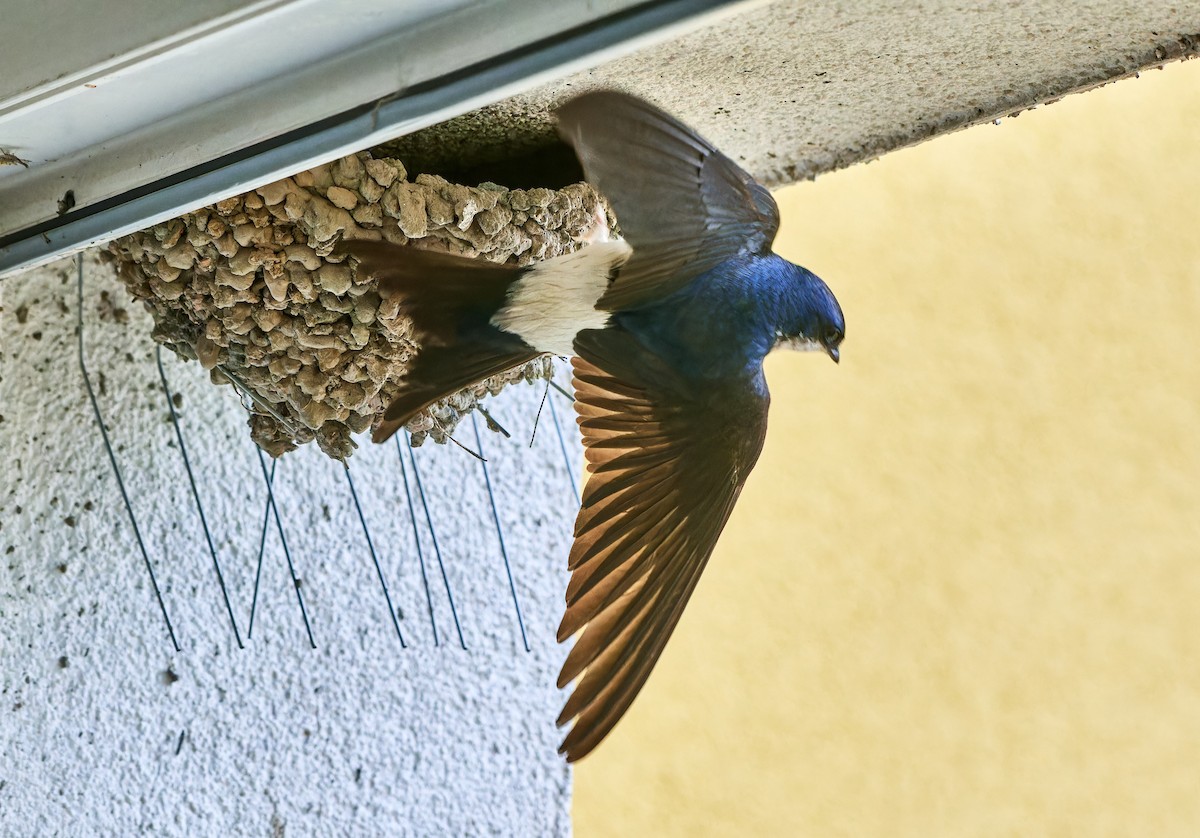 Western House-Martin - Tomáš Grim