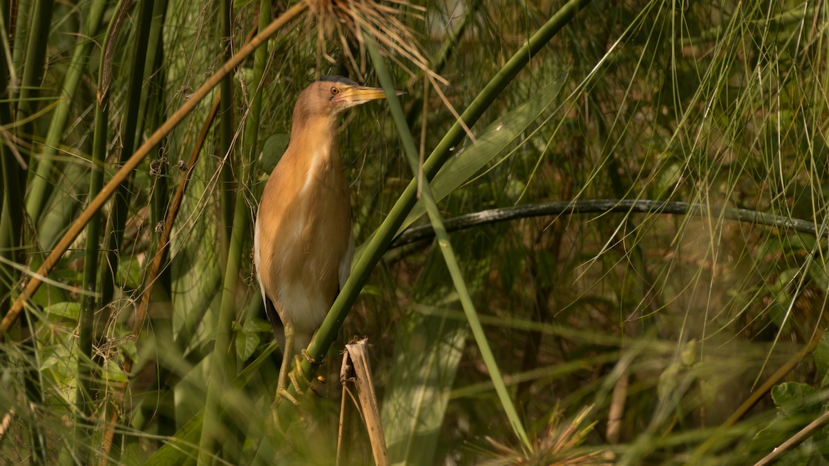 Little Bittern - ML603001341