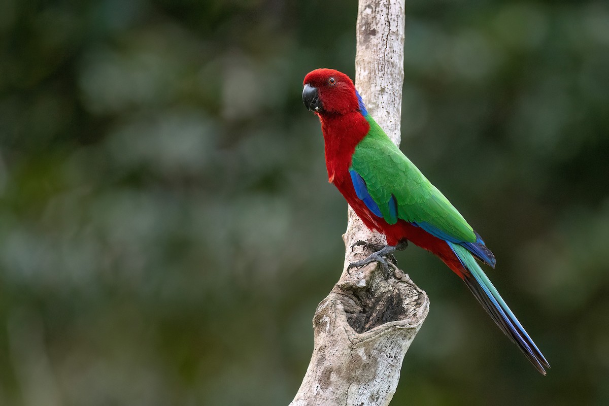 Папужець червоний - ML603001391