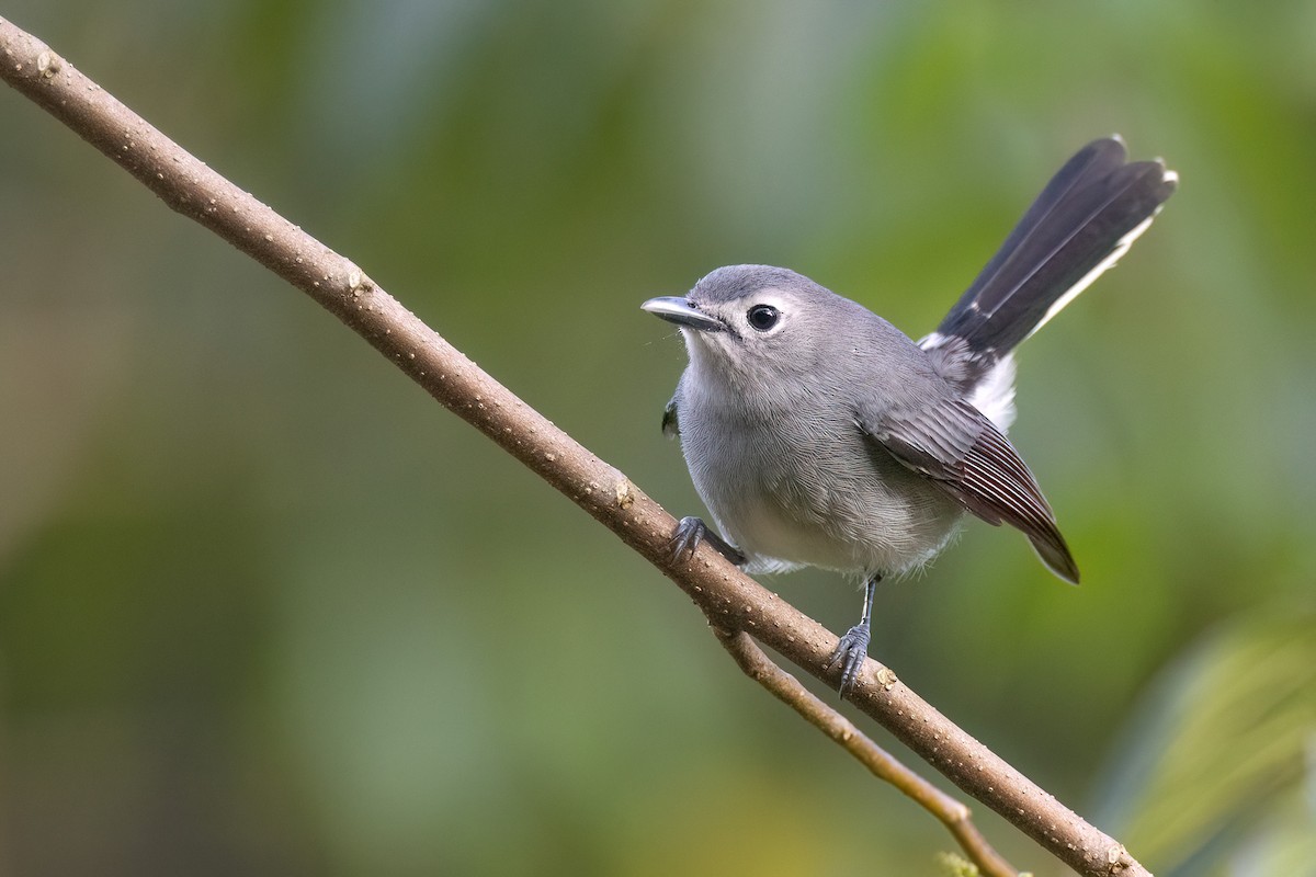 Slaty Monarch - ML603001491