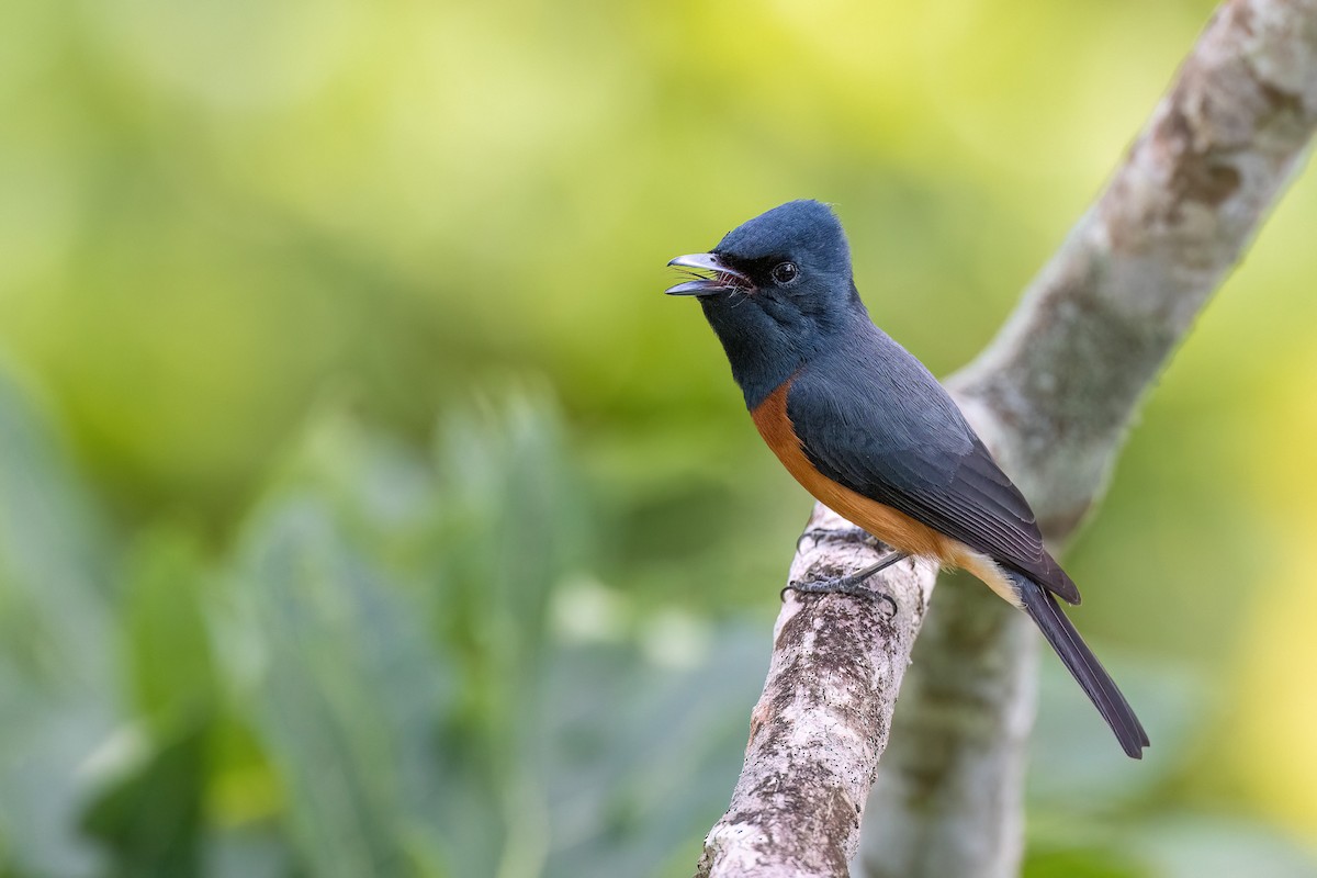 Vanikoro Flycatcher - ML603001531