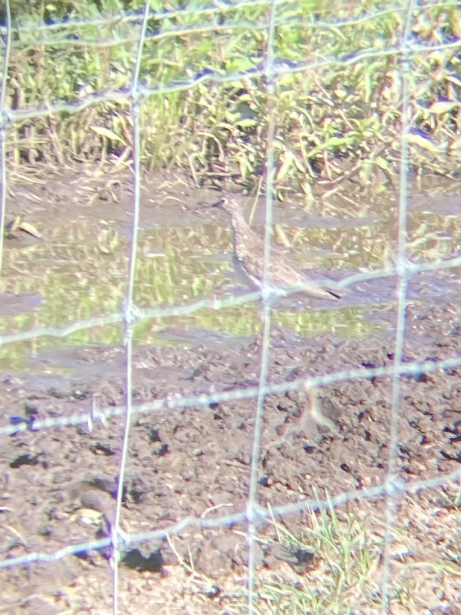 Solitary Sandpiper - Mike Baird