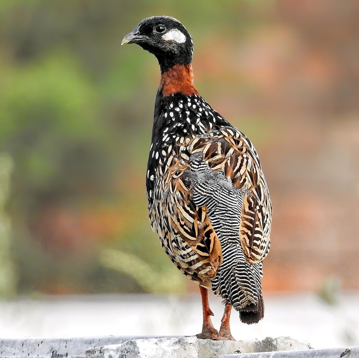 Black Francolin - ML603002851