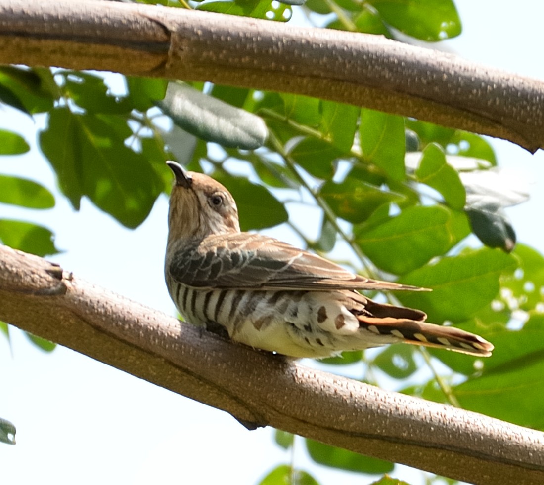 Horsfield's Bronze-Cuckoo - ML603003751