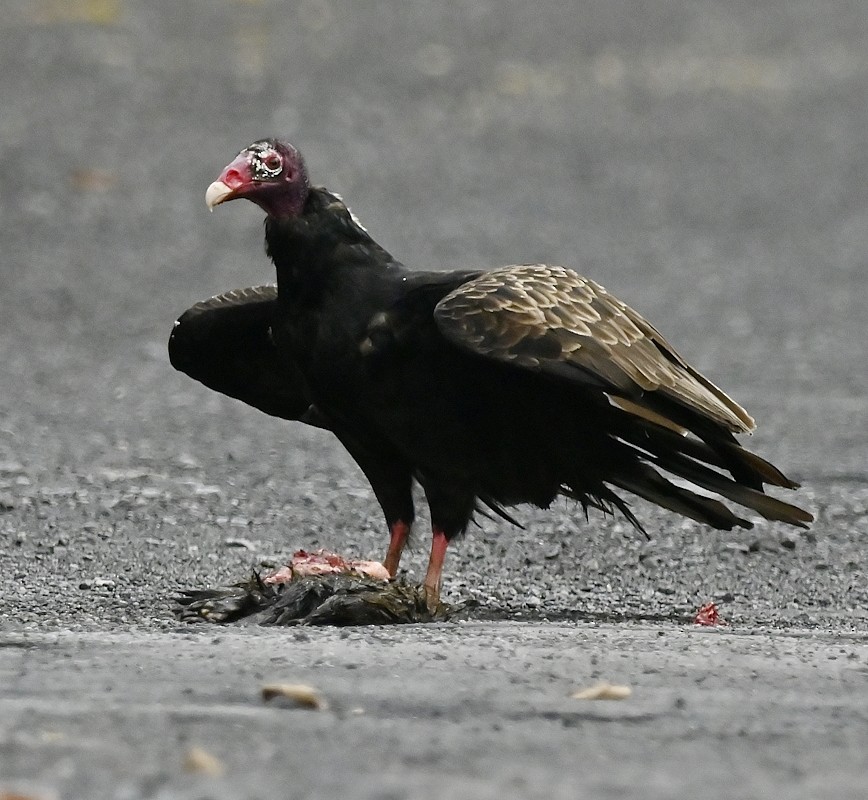 Turkey Vulture - ML603003791