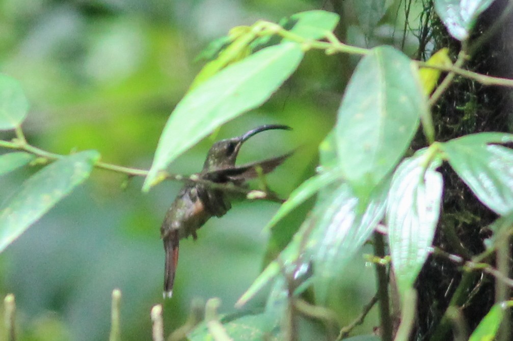 Rufous-breasted Hermit - ML603003841