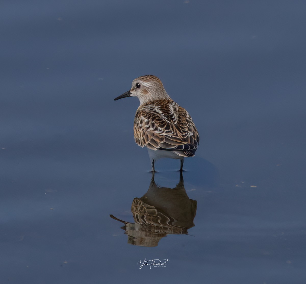 Little Stint - ML603003951