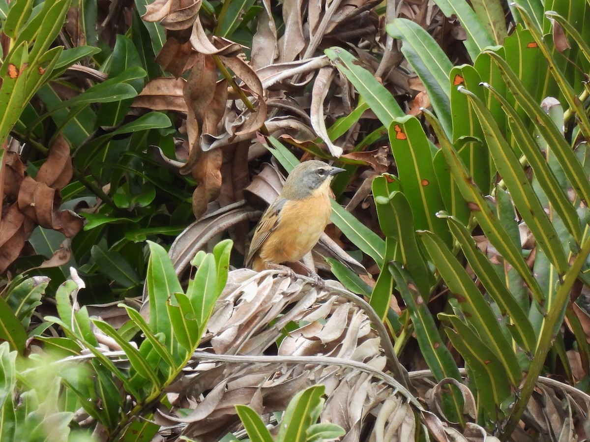 Long-tailed Reed Finch - ML603004801