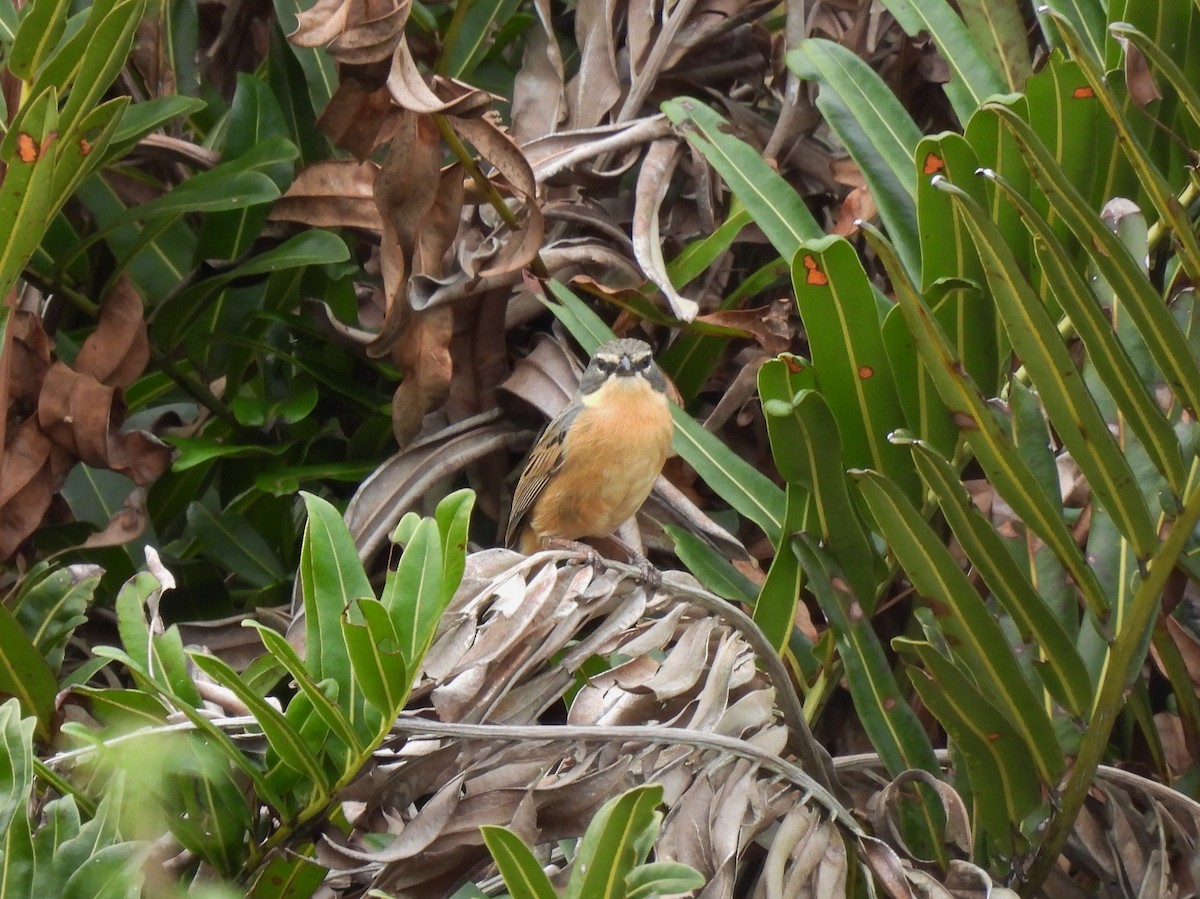 Long-tailed Reed Finch - ML603004811