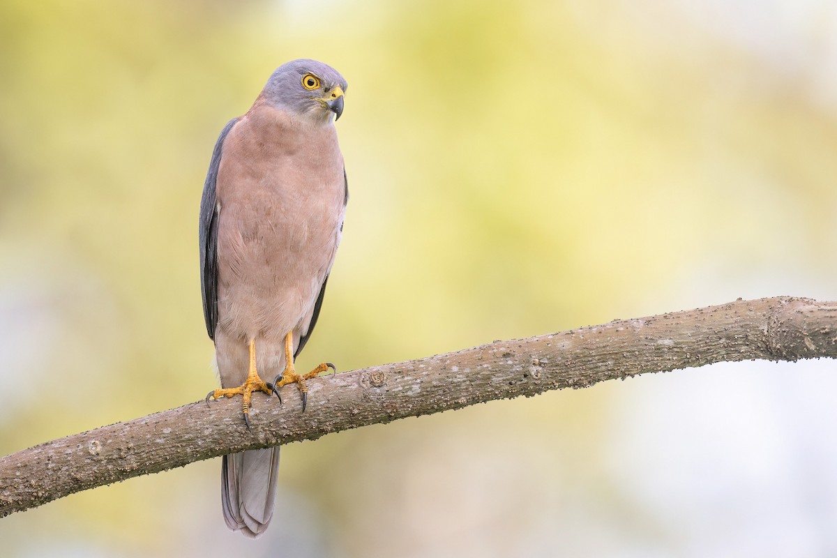 Fiji Goshawk - Chris Venetz | Ornis Birding Expeditions