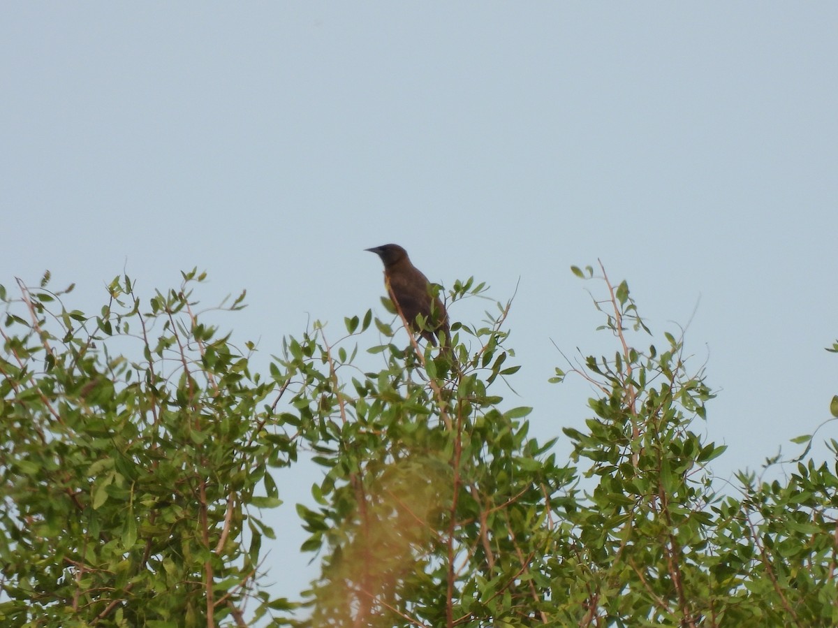 Brown-and-yellow Marshbird - ML603005131