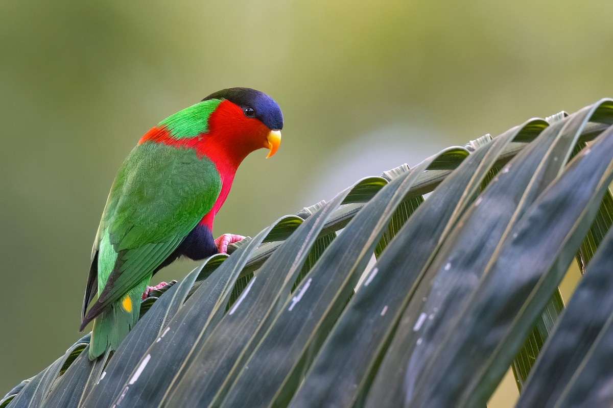 Collared Lory - Chris Venetz | Ornis Birding Expeditions