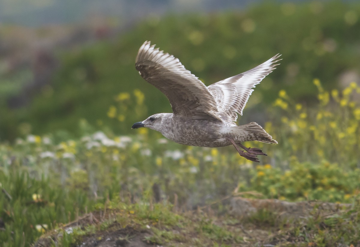 Glaucous-winged Gull - ML60300571