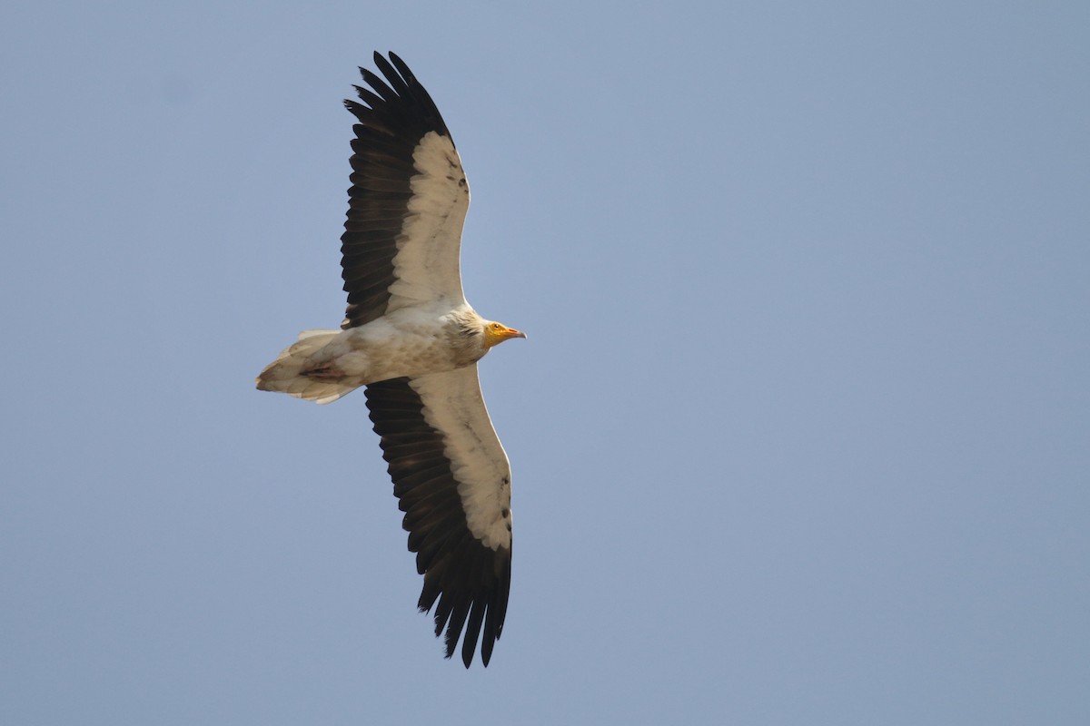 Egyptian Vulture - ML603005811