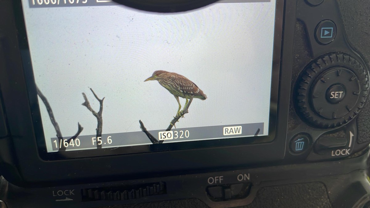 Black-crowned Night Heron - Logan Baldwin