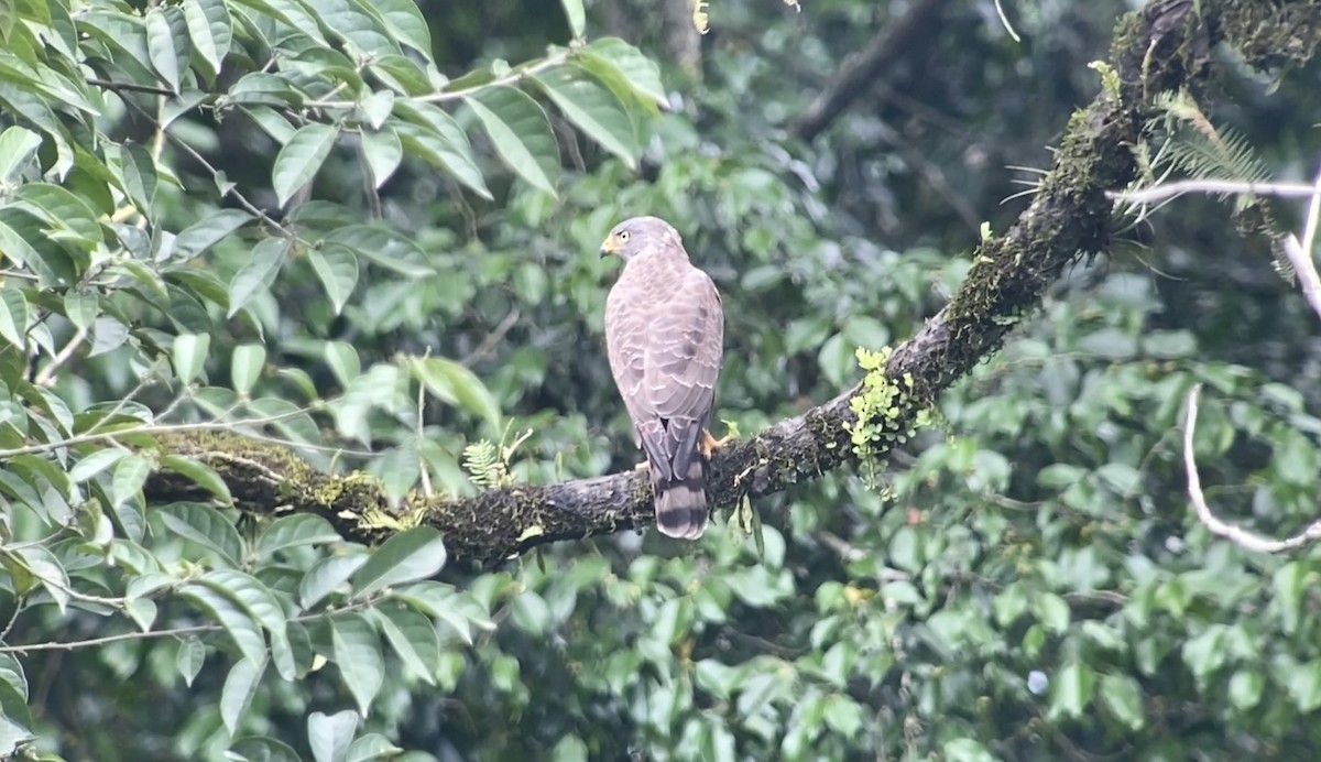 Roadside Hawk - ML603006941