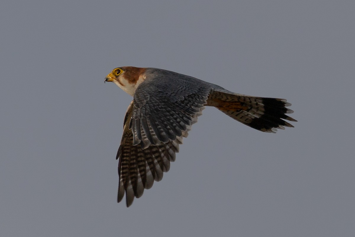 Red-necked Falcon - ML603006971
