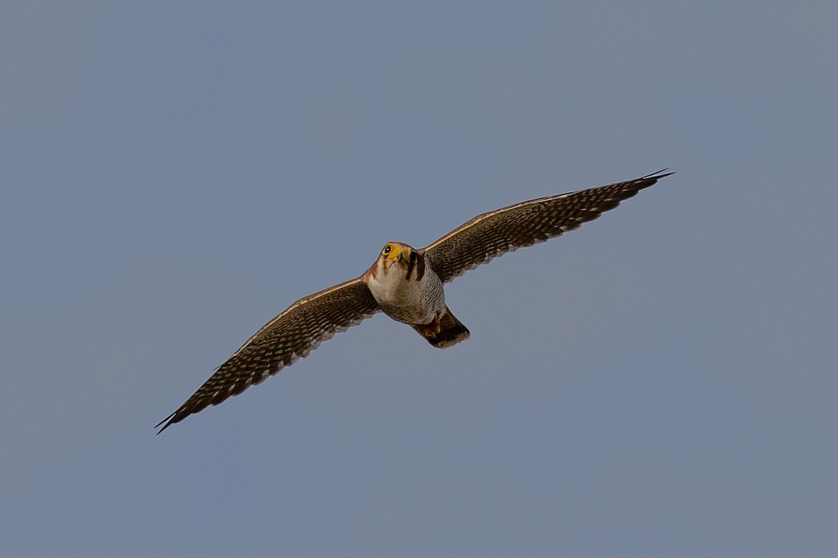 Red-necked Falcon - ML603006991