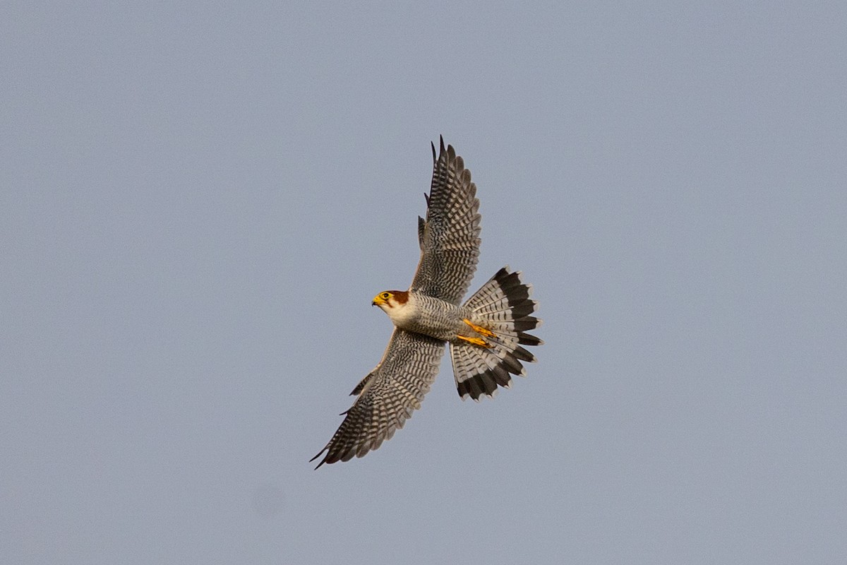 Red-necked Falcon - ML603007001