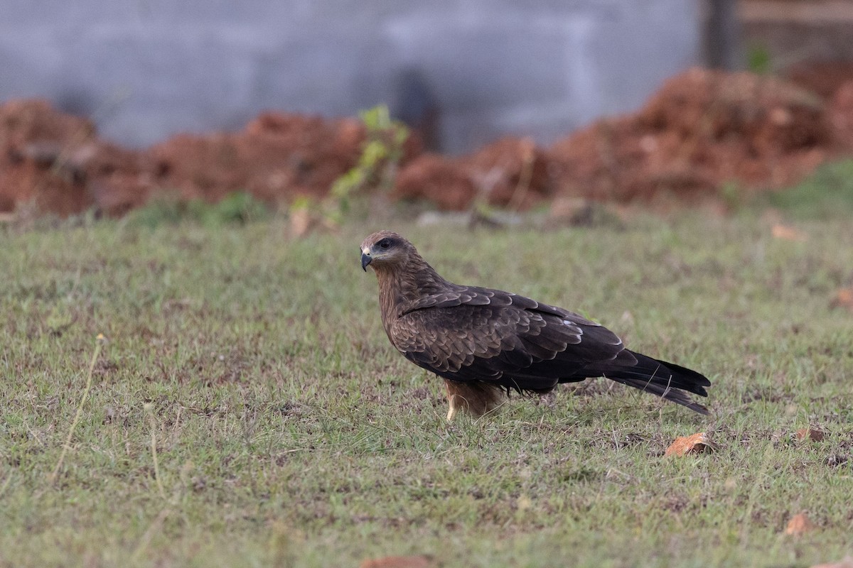 Black Kite - ML603007751