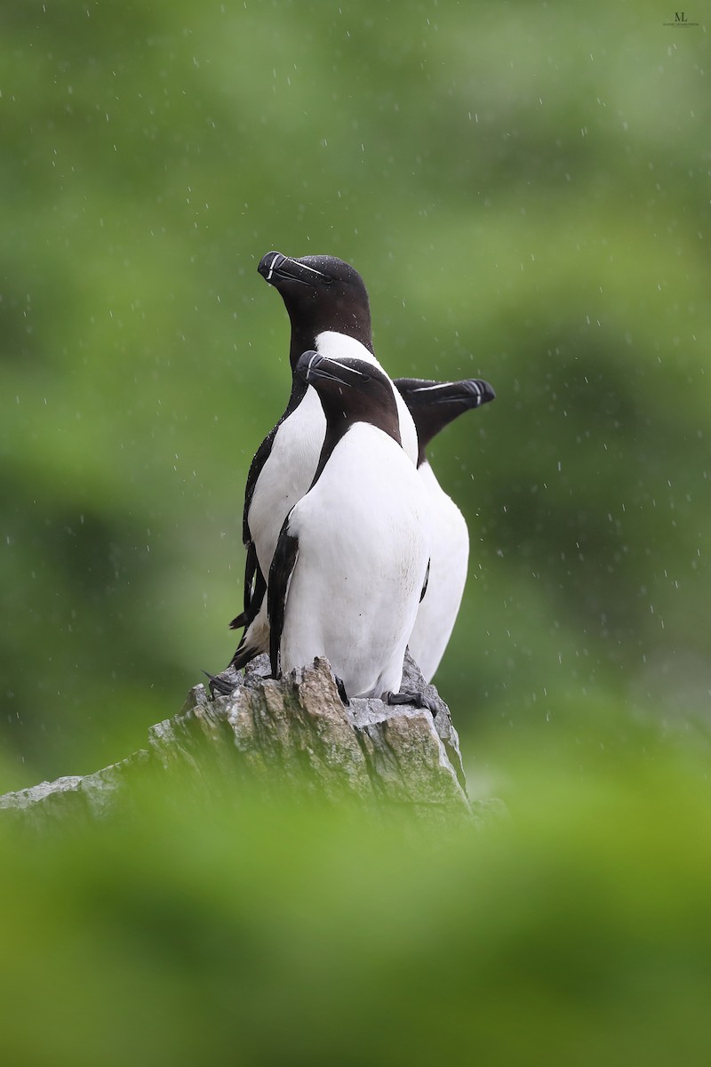 Razorbill - Maxime Légaré-Vézina