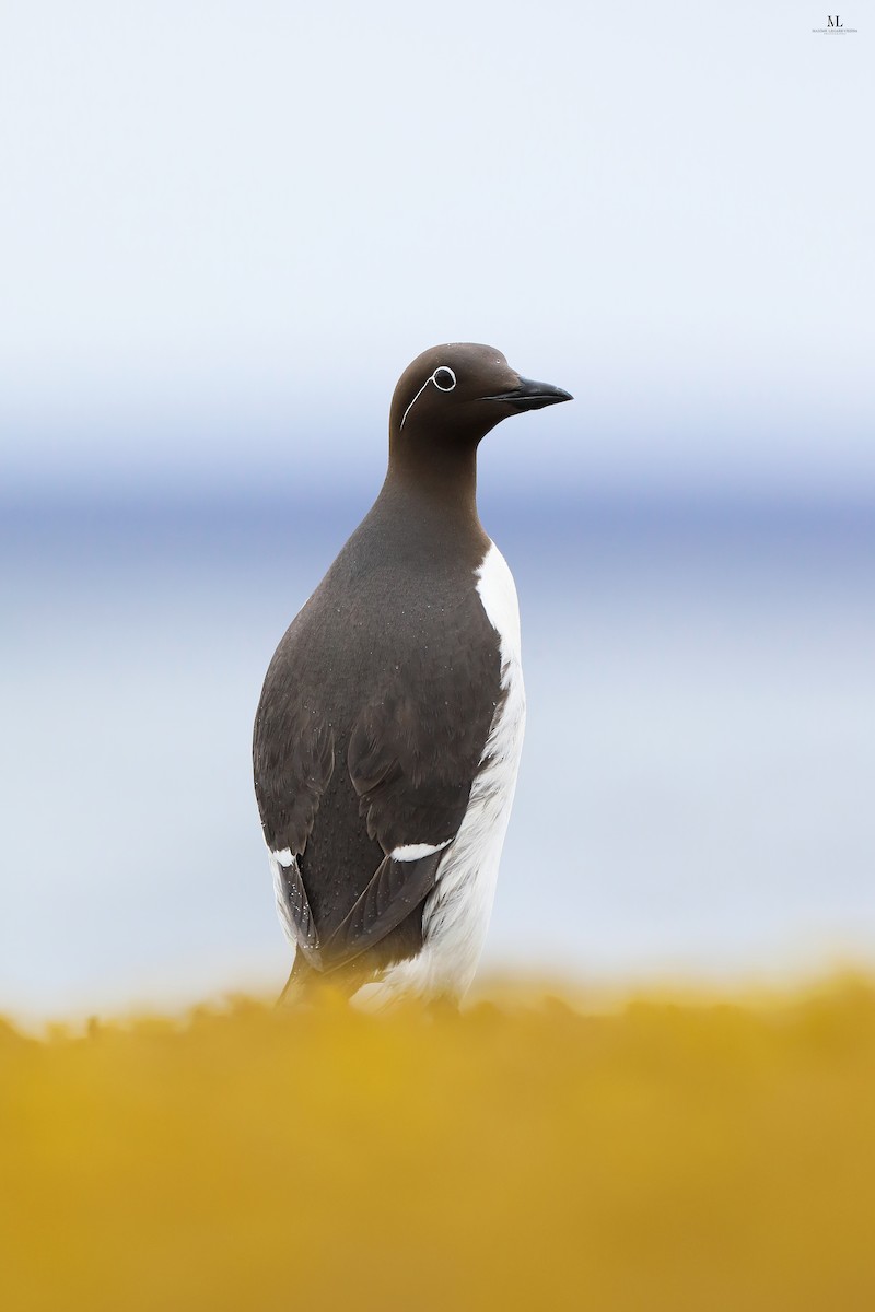 Common Murre - ML603008741