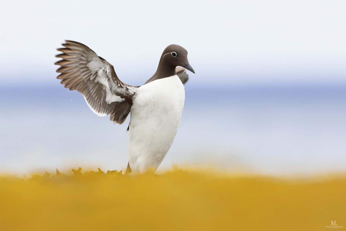 Common Murre - ML603008801