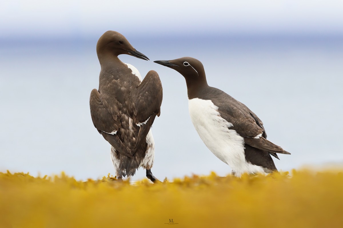 Common Murre - ML603008811