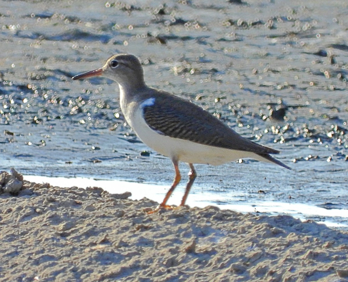 Spotted Sandpiper - Cheryl Huner