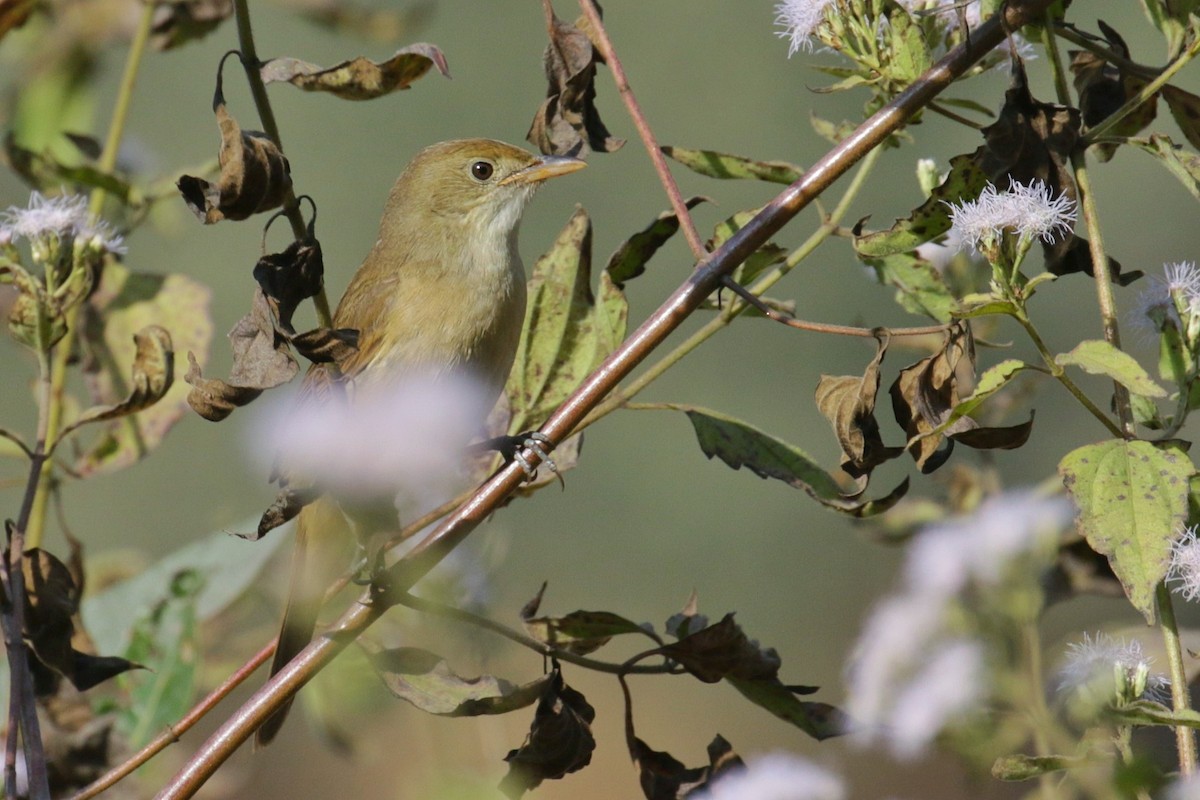 Thick-billed Warbler - Ali Atahan
