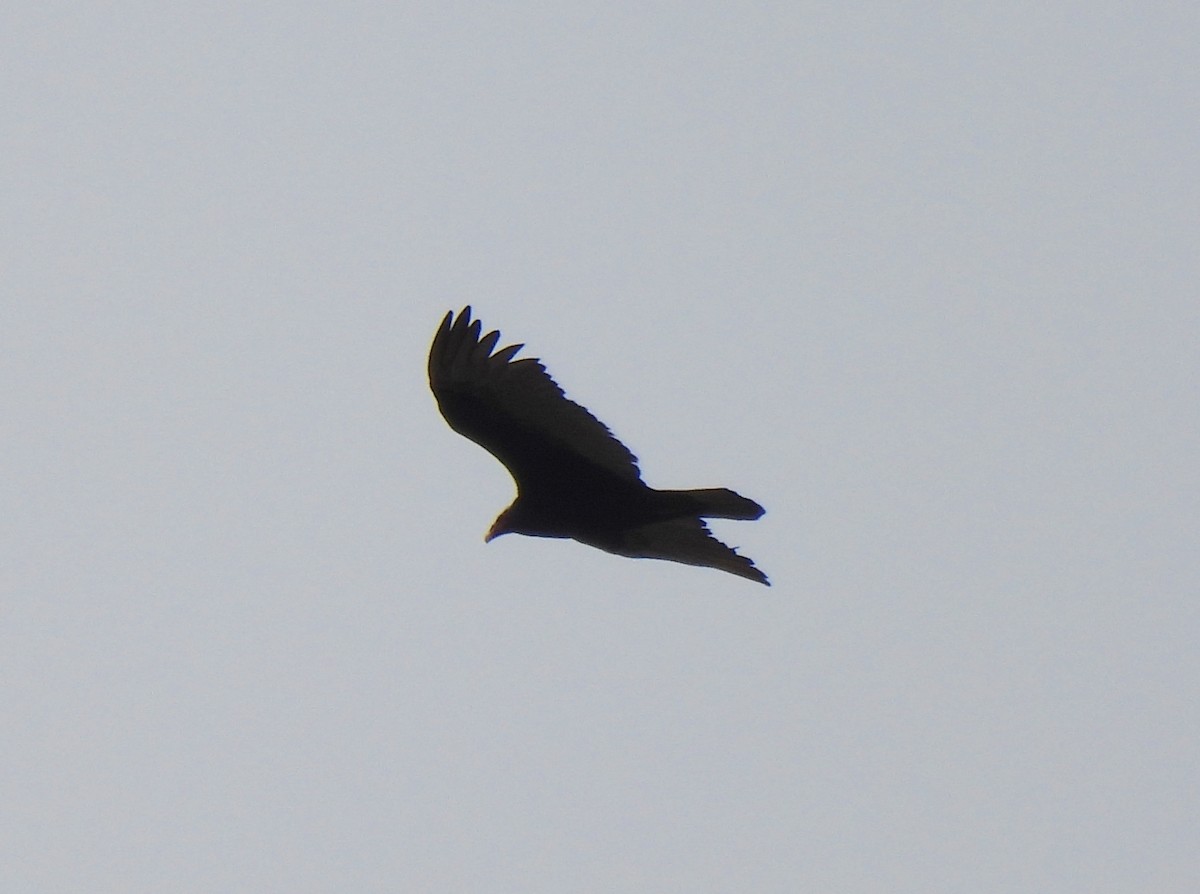 Turkey Vulture - Leandro Corrêa