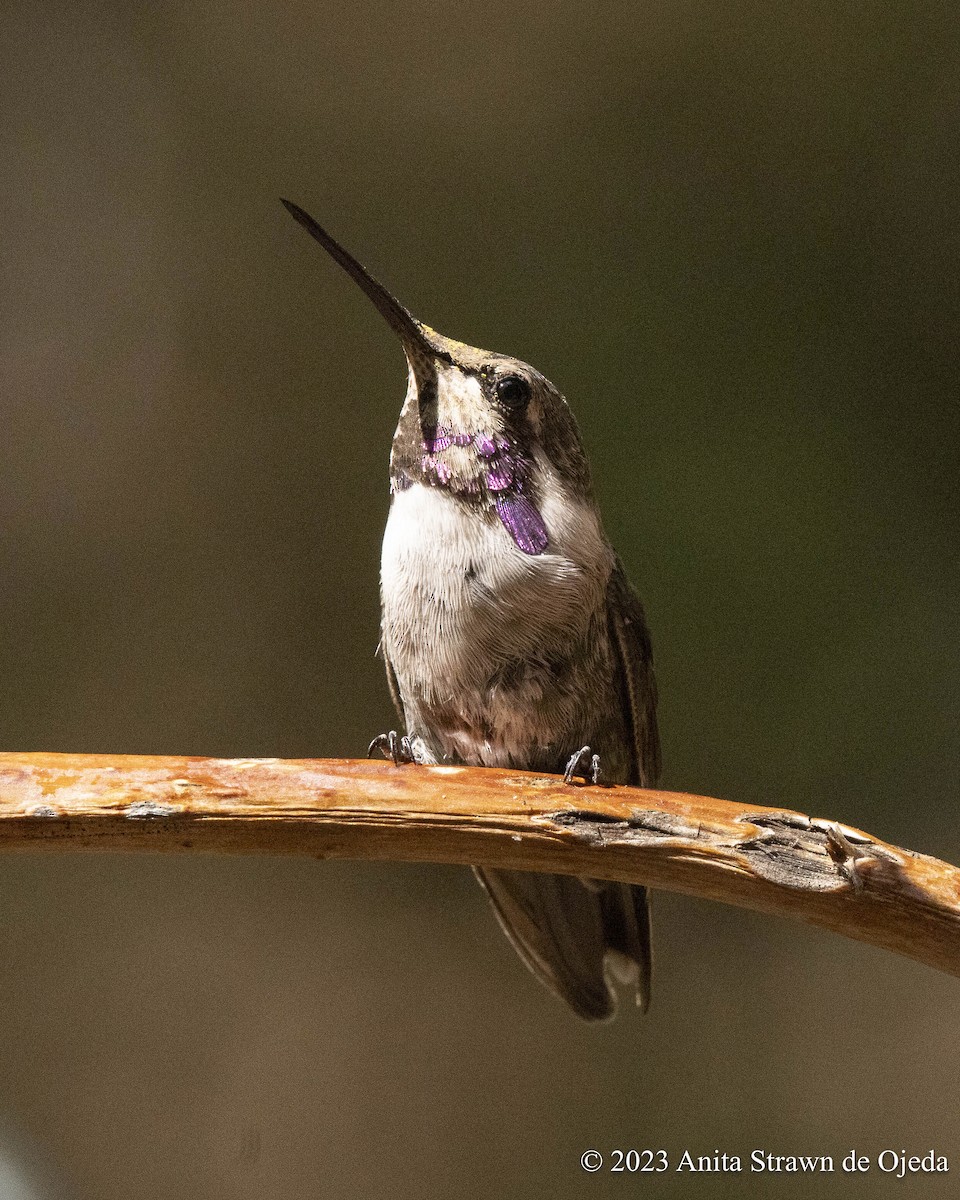 Costa's Hummingbird - ML603009861