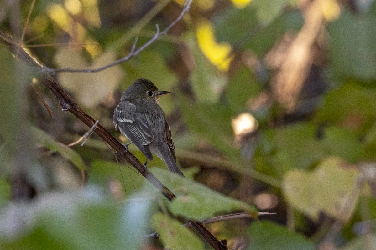 Moucherolle obscur (groupe difficilis) - ML603010221