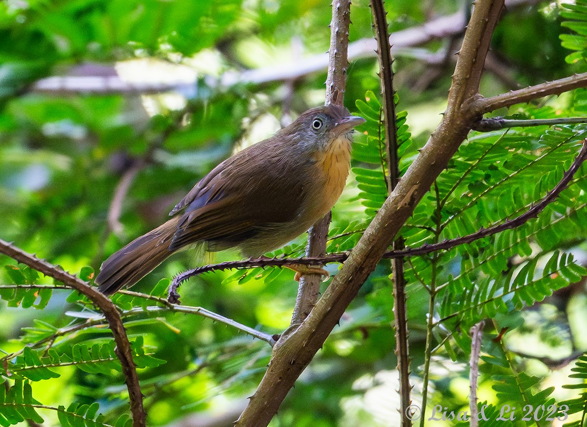 Gray-cheeked Tit-Babbler - ML603010341