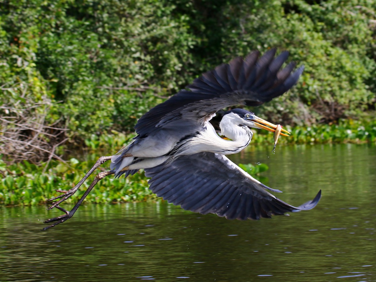 Cocoi Heron - Carmen Lúcia Bays Figueiredo