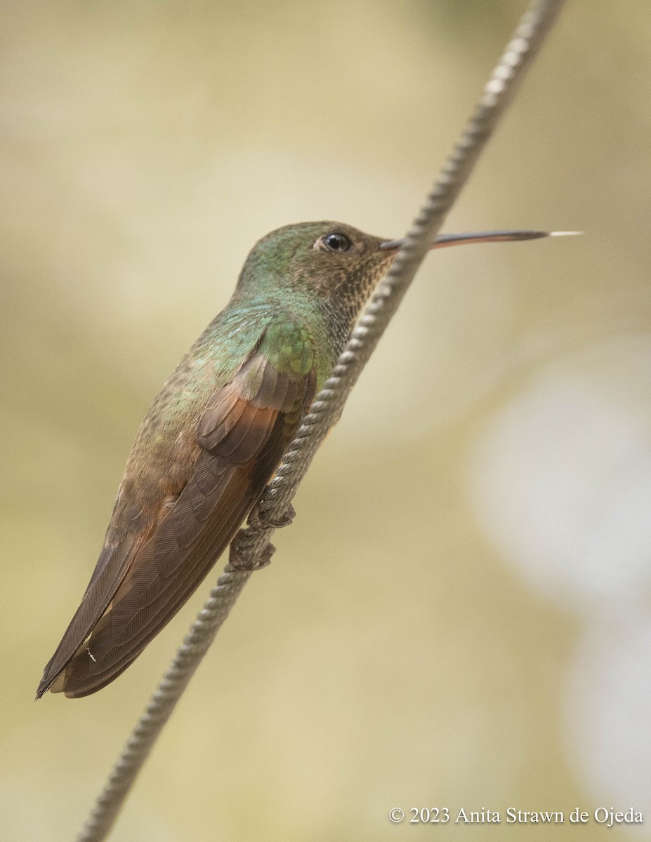 Berylline Hummingbird - ML603010511