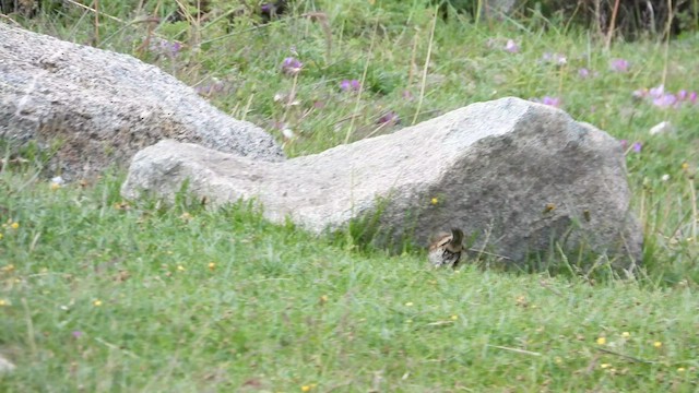 ムネアカイワヒバリ - ML603011191