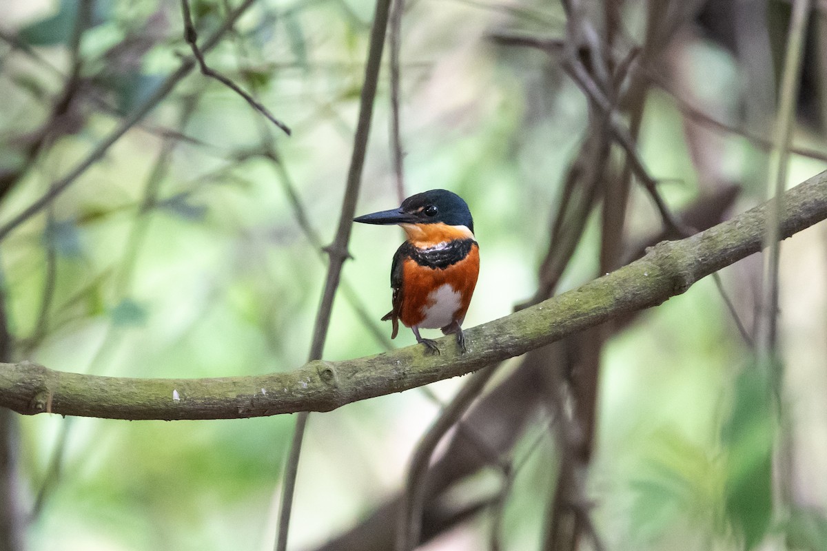 American Pygmy Kingfisher - ML603011251