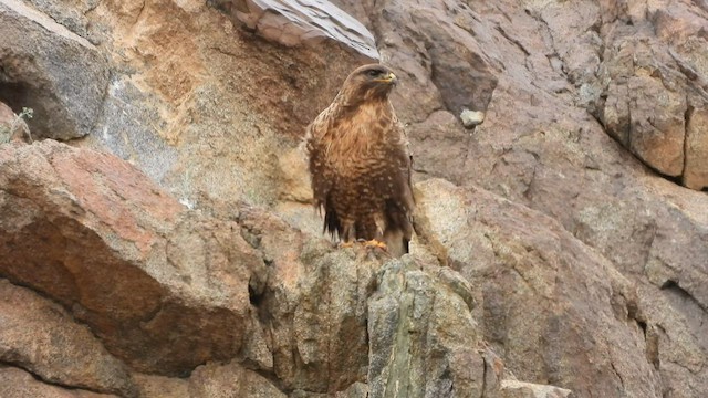 Upland Buzzard - ML603011561